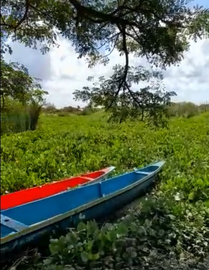 Por plaga declaran en estado de emergencia cultivos de guayaba de Bolívar y  Atlántico
