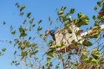 Labores de poda preventiva en Santo Tomás y Palmar de Varela